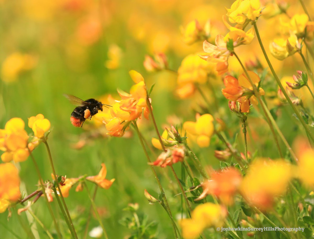 Bumblebee legs can hold a million pollen grains. Our Amazing Bees page is a hive of fascinating facts! wtru.st/2gMwPC8 #BeesNeeds