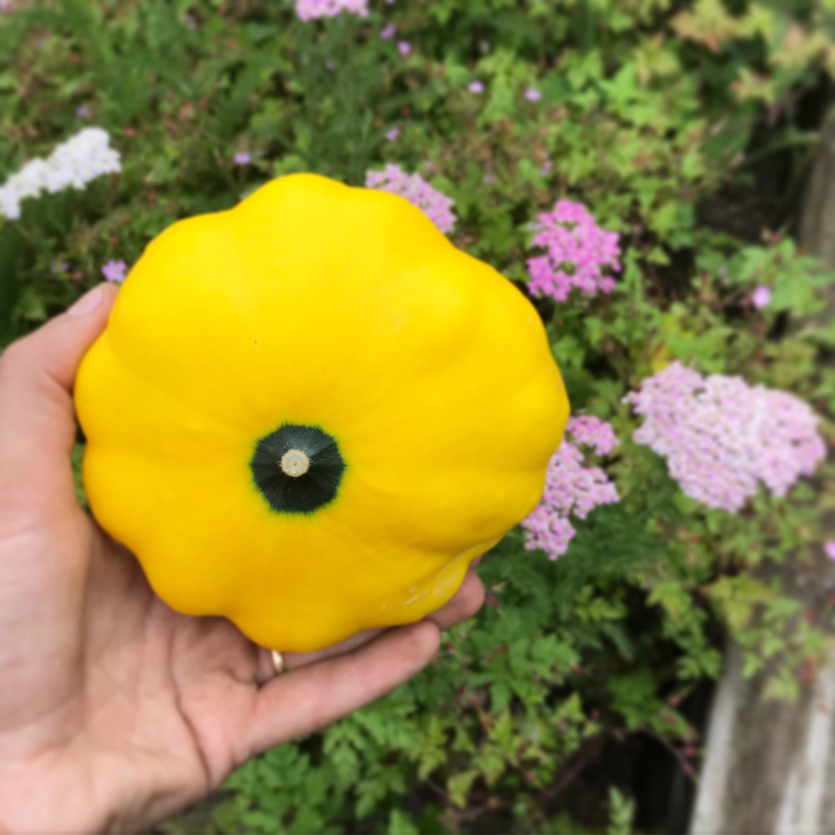 @iliketodislike my first #PattyPan #growingveggies #comunitygarden