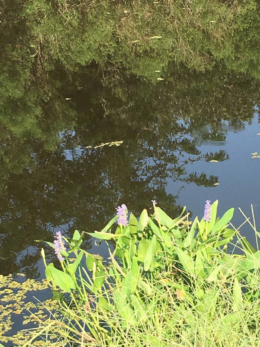 ginny26_2's tweet photo. 6 miles this morning. Finally feel like I'm acclimated to the summer heat. #RunLA #runscenes https://t.co/76TZZJp10B