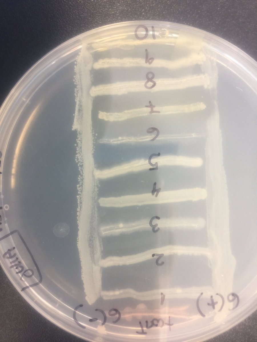 julilumariposa's tweet photo. Not the prettiest but hey! I got producers! @UConnSWI @Team_SWI  #SWIPIs2017 https://t.co/GFlLP8TKap