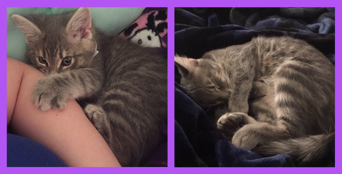 ChloeAndSammy1's tweet photo. Can't believe how much I've grown in only 8 months 🐾😸 #cats #Caturday #Purrsday #WhiskersWednesday #friyay #catsofinstagram #CatsofTwitter https://t.co/lYUVt5VgqY