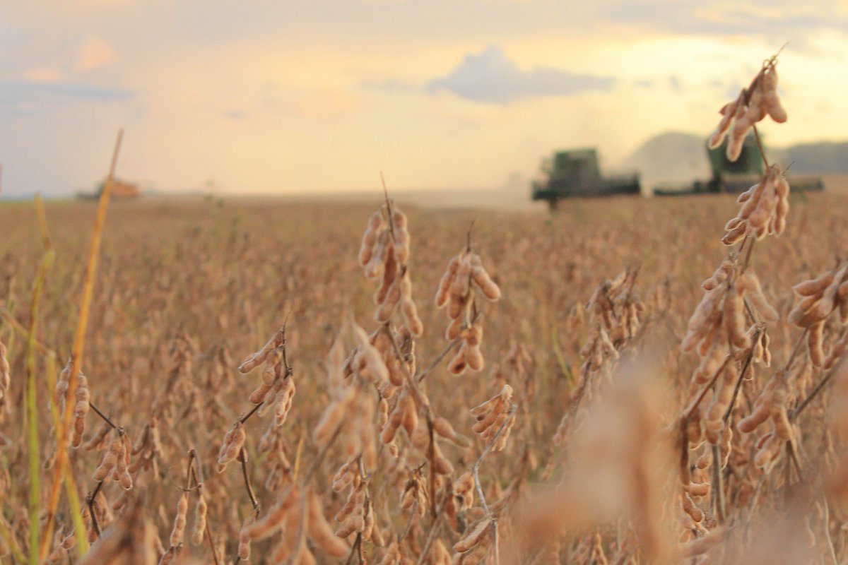 Safra brasileira de grãos deve alcançar 288,2 milhões de toneladas em dez anos. Confira: goo.gl/3oG4Ve