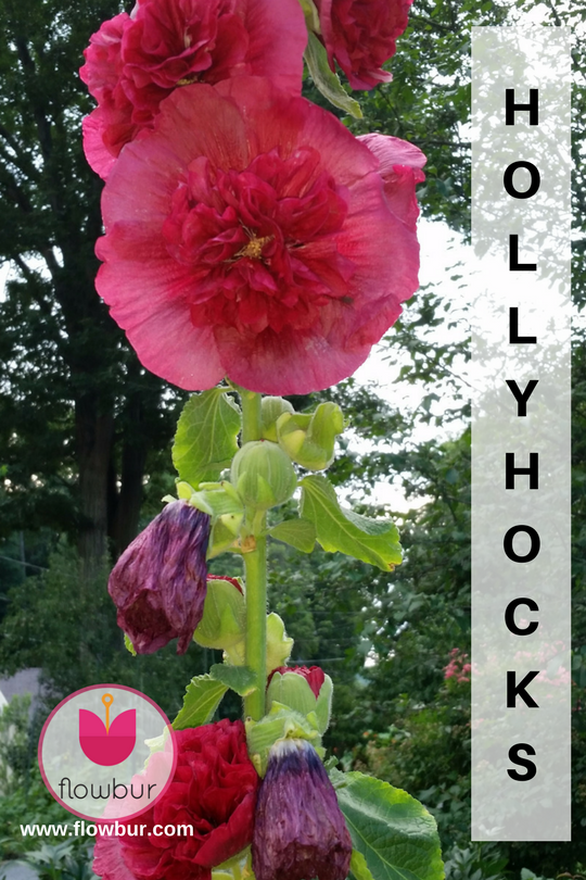 flowbur's tweet photo. NJ Hollyhocks Alcea King Henry VIII 
©Photo by RGinter

#hollyhocks #kinghenryviii #henrythe8th #flowers #localnj #newjersey #naturalbeauty https://t.co/6FfySj0t3v