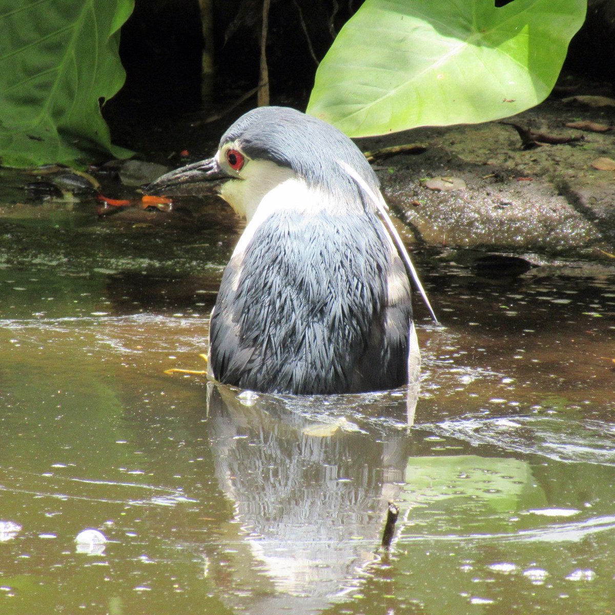At Taipei zoo,This lil guy lost balance n fell into the water,shocked as he hurried to get out..
#travel #traveldiaries #travelphotography