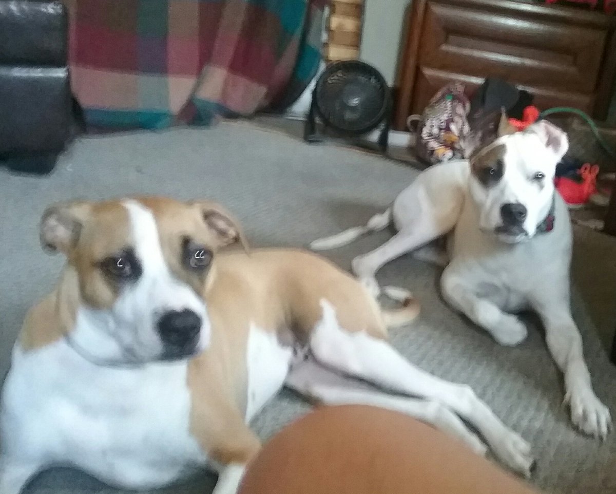 StacyLRand1's tweet photo. #QriketLIVE # melissa me lottery #jcomp✌❤😎🐾🐕🐶 playing with these 2 cuties!! Got knocked out round 2 all good tho happy friday 🌻 https://t.co/QsSnapKaFi
