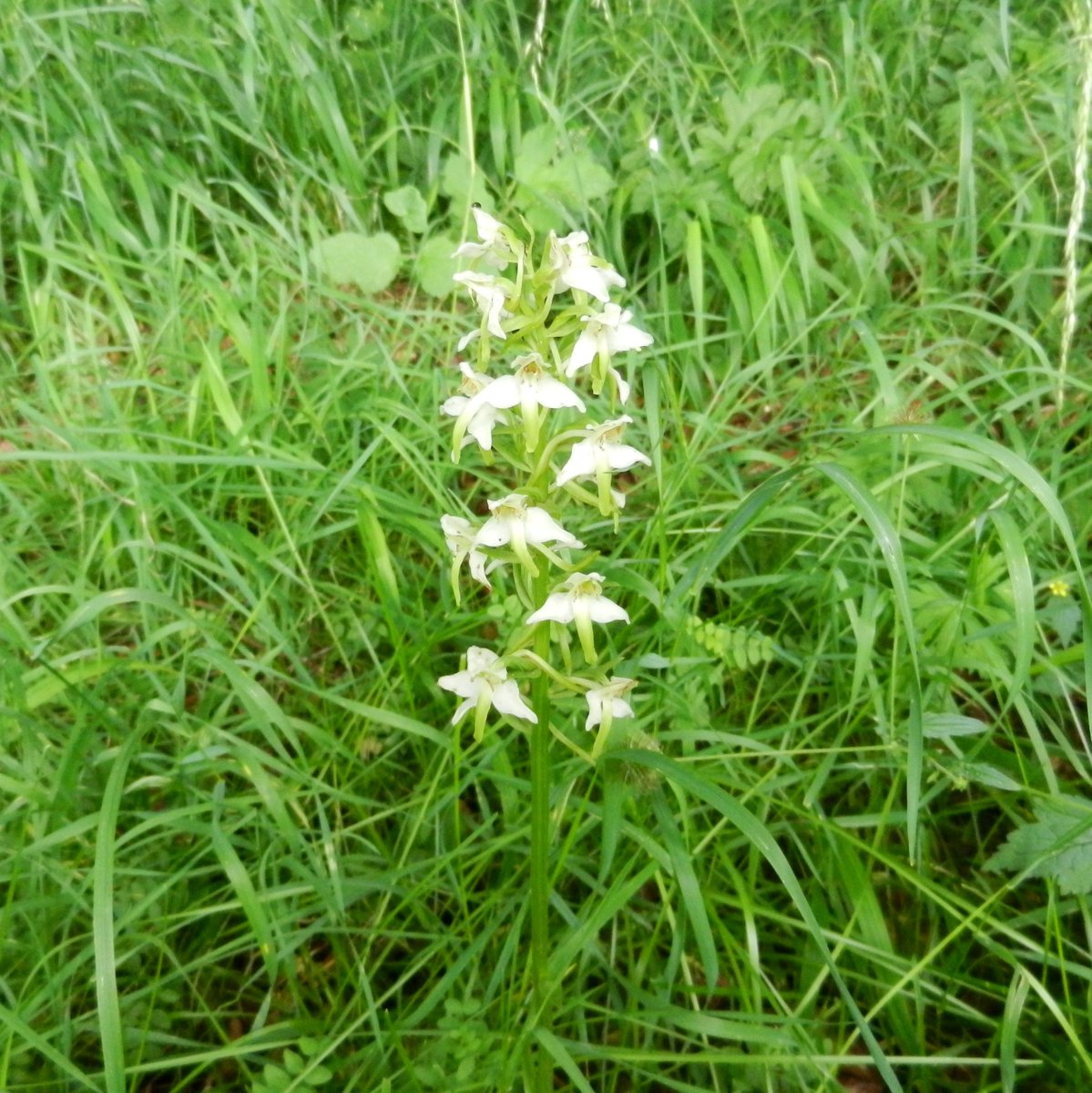 A lovely white #Orchid on the #MonarchsWay in the #Cotswolds