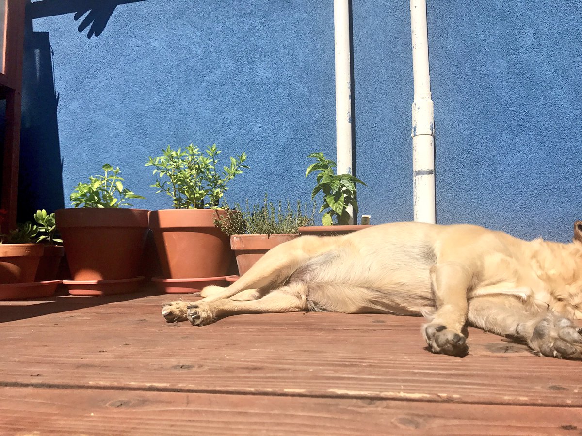 miloelperro's tweet photo. nude sunbathing ☀️ https://t.co/0rKGJhYUax