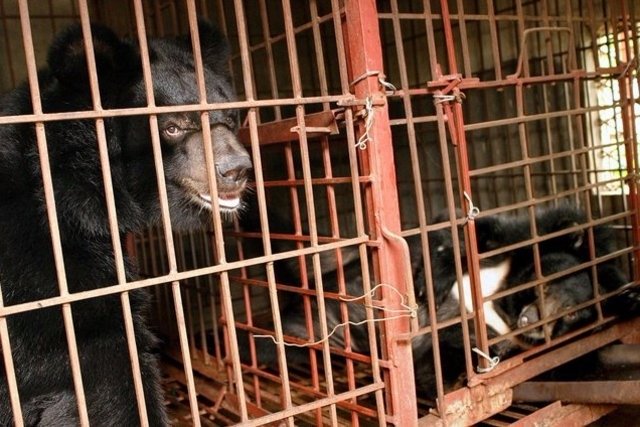 monde_biodi's tweet photo. Le Vietnam va libérer plus de 1000 ours exploités pour leur bile pour la médecine traditionnelle chinoise.
Un grand pas en avant ! 🐻 https://t.co/4Q7aRiKmIu