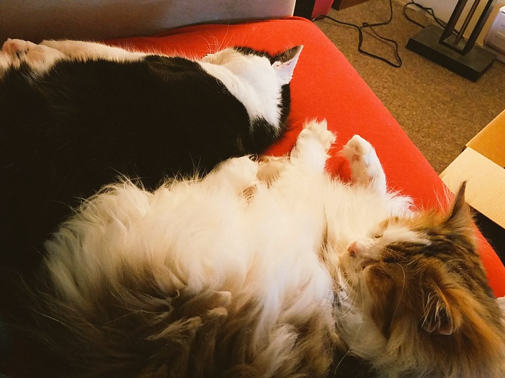 FarFlungHope5's tweet photo. It's after 6pm, commence FAMILY SNUGGLES #Thing1 #Thing2 #maximumfloof https://t.co/dodryIyDE7