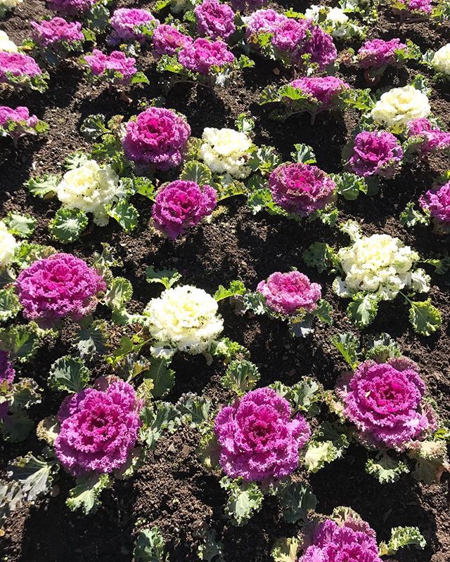 HunterValleyGardens tweet media