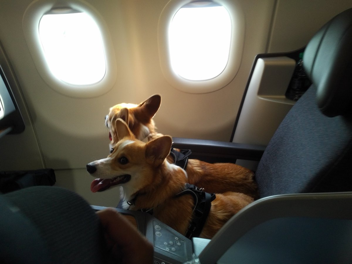 MicheleManelis's tweet photo. #coorgis #flyinstyle https://t.co/ByCF7ZXBEQ