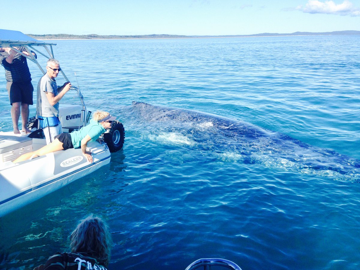 Tasmanventure's tweet photo. If you know of a better way to start your weekend, we'd like to hear it!😜🐳👏 #visitfrasercoast #thisisqueensland #seeaustralia #tasmanventure https://t.co/QV7yzQHPPg