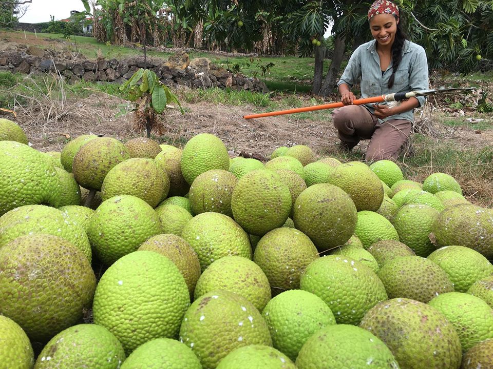 Ulupono's tweet photo. #HUPC is looking for an Assistant Manager to operate and oversee its South Kona facility. Learn more at https://t.co/f13Bh288Lw https://t.co/BoS3AduJQ4