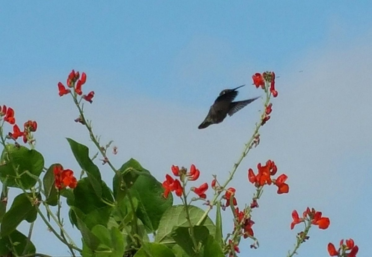 CVHillsGarden's tweet photo. #Hummingbird zipping around the #scarletrunnerbean flowers in our #schoolgarden @ChulaHills. #pollinators #birds https://t.co/UcVxBG5hN4