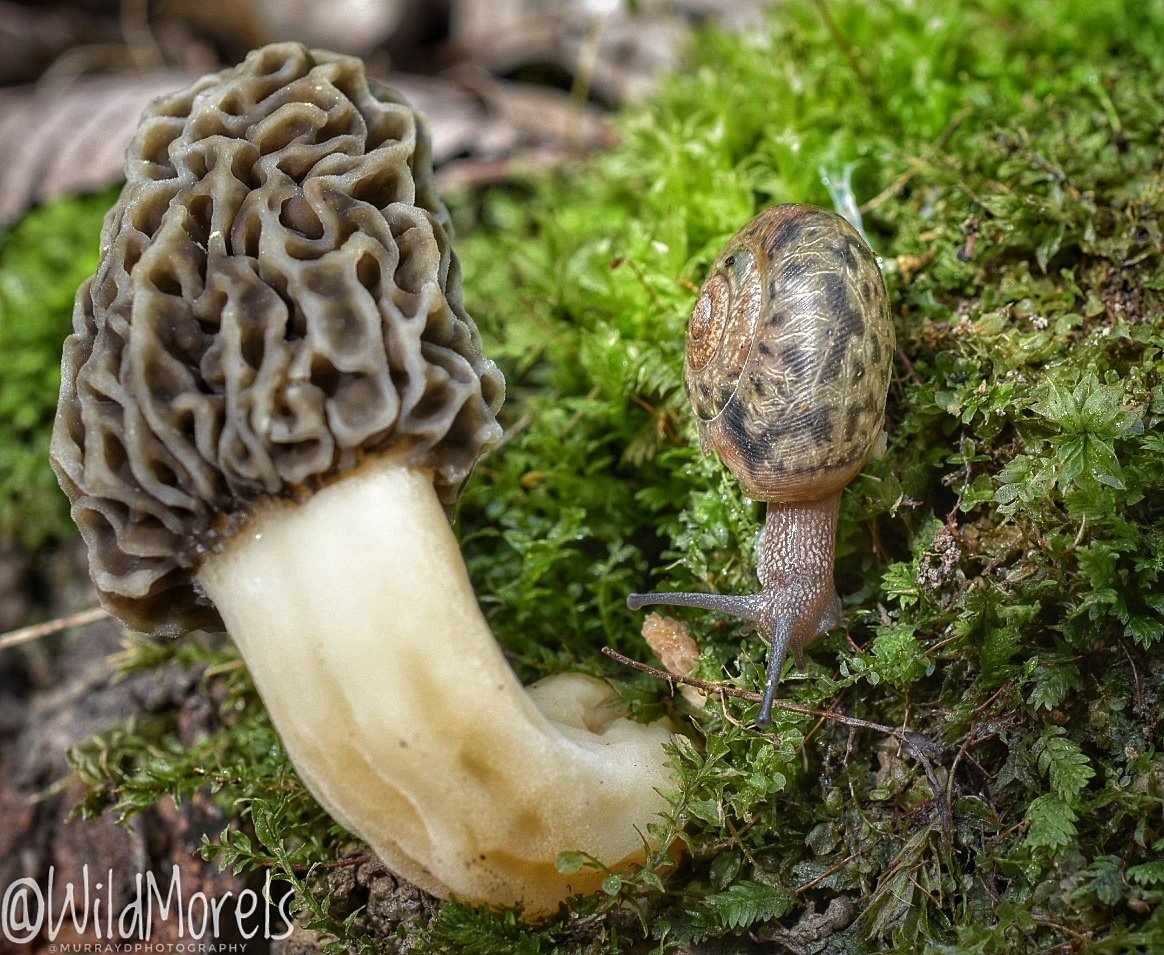 WildMorels's tweet photo. #morchella #morelmushroom #mushrooms #foodphotography #food #cooking #chef #nature #mycelium https://t.co/27IuMrS2mV