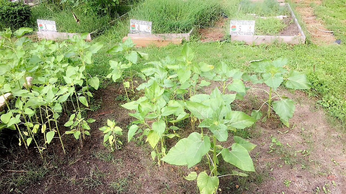 TIFTAREAYMCA's tweet photo. @TIFTAREAYMCA summer camp sunflower garden in memory of our late coworker Evann Todd  #BLOOMWHEREYOUAREPLANTED https://t.co/20GjzlzArQ