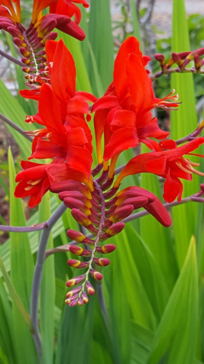 david_soder's tweet photo. #K5summer. From my garden. You may use this, if you like. https://t.co/FfMoqKYivB