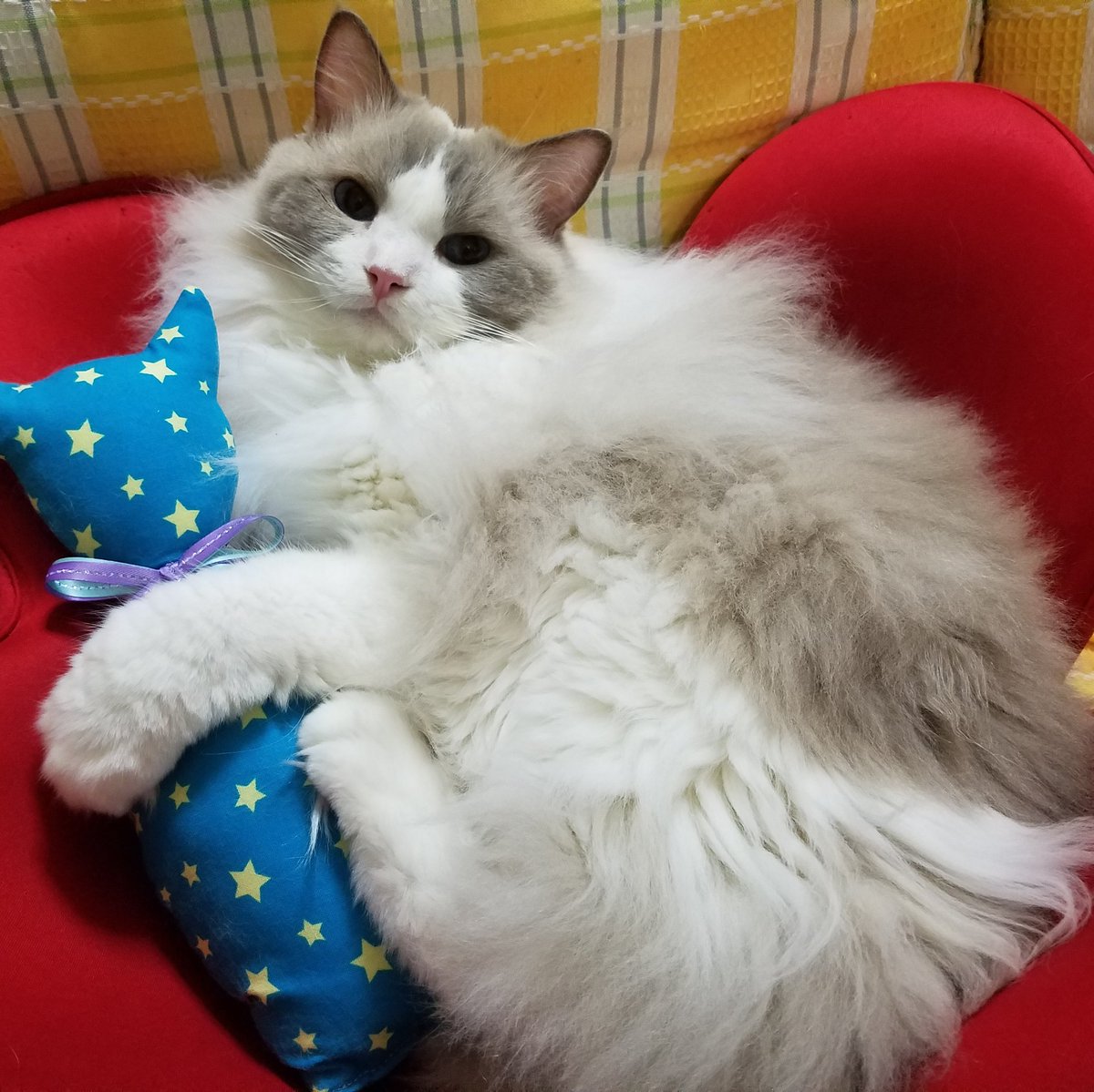 おはようございます☀🙋
可愛いけりぐるみをケリケリしながら、ぽよーんと眠くなってる様子😊✨
ラグたんもお休みの皆さんもごゆっくり~😺☕🍵私はちょっと仕事に行って来ようかな🙆では、今日も良い1日をお過ごし下さいね🍀