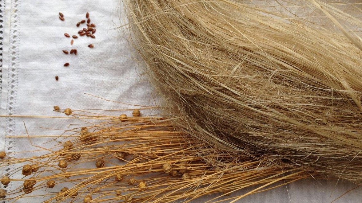 GraueMillMuseum's tweet photo. "Grains Grown in the 1852 Home Garden," 8/20, 2PM, by Master Gardeners from the University of Illinois Extension. Free! Held on our grounds. https://t.co/bQ4bywxTg1
