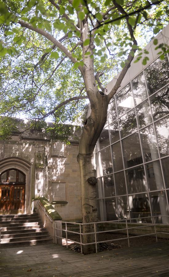 NextTierEdu's tweet photo. Where does the @IUBloomington #SweetheartTree stand? In the Chemistry Building courtyard, of course. #FunFactsFriday https://t.co/zafdJB9uys