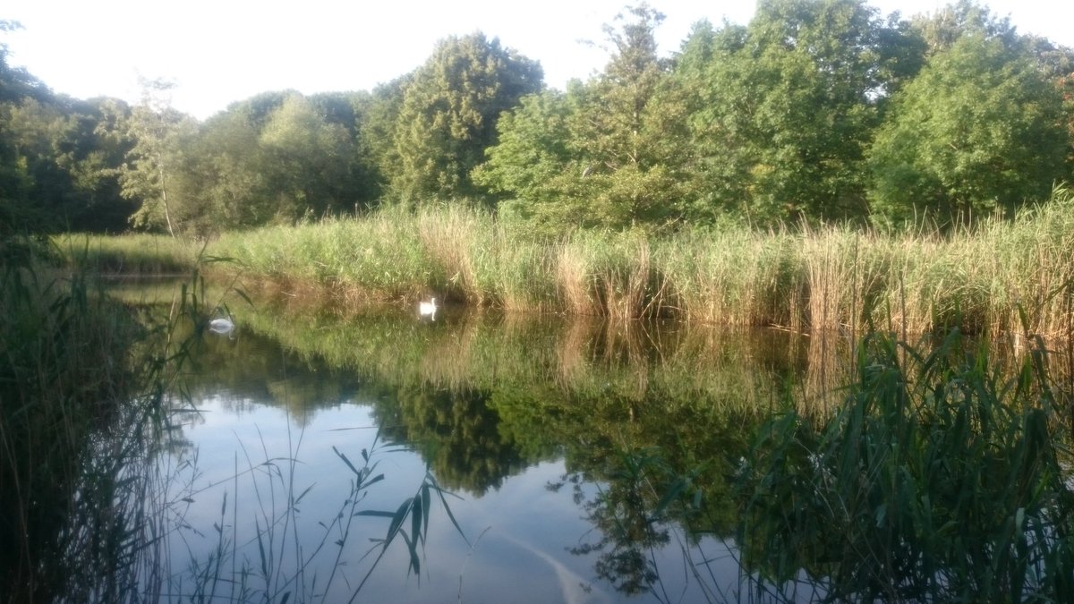 Spiegelungen. 

Volkspark Hasenheide, Berlin Neukölln.