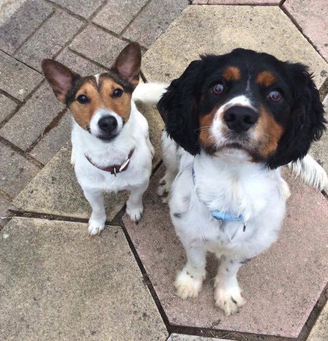 NorthantsLost's tweet photo. FOUND  2 DOGS #WELLINGBOROUGH Contact @WboroDogSquad 

@MissingPetsGB @lisaphipps15 @wellyorg @lalafenti @Wellidog @AINAnnieM @BCWboro https://t.co/47SSzmuBf1