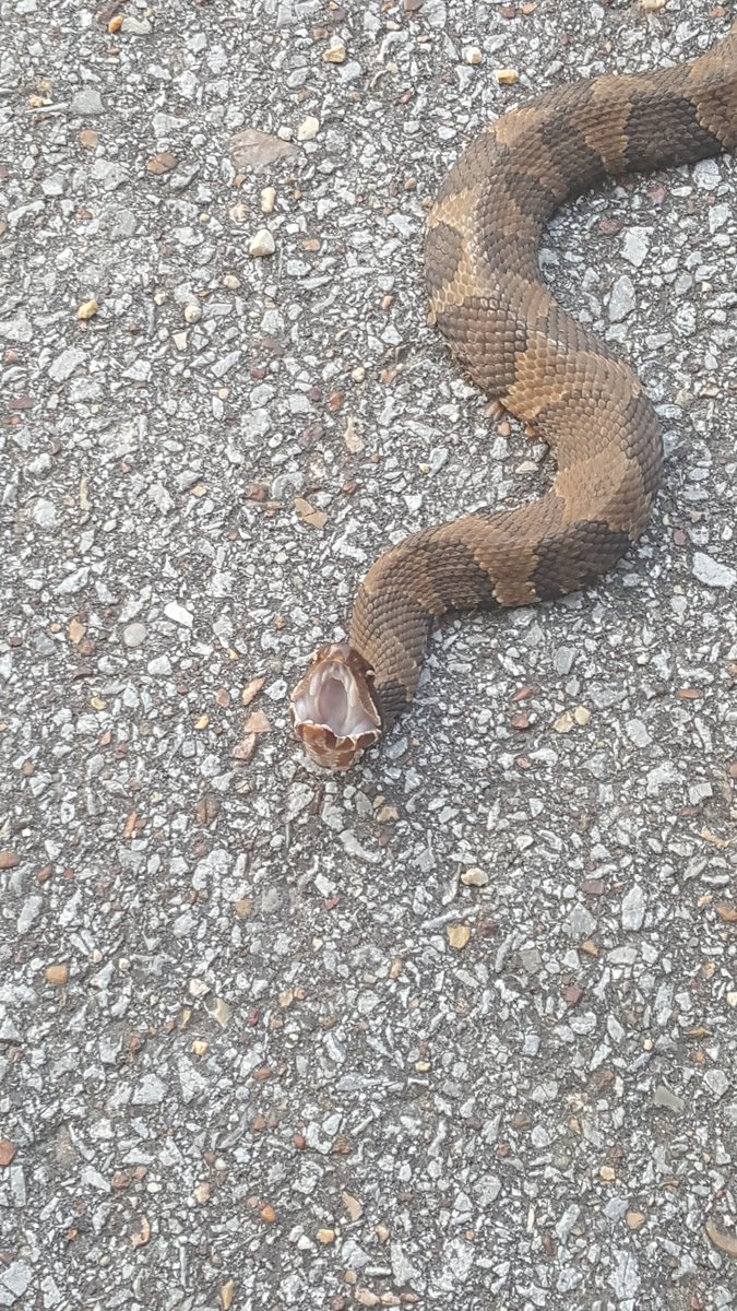 A_RazzBerry's tweet photo. #snek on our way to look for #turts https://t.co/smdc3MxFh9
