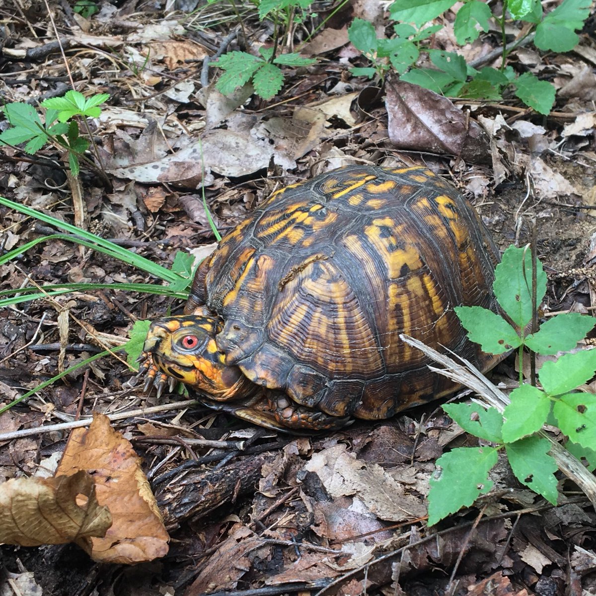 sky_lepidus's tweet photo. Dancing around to Whitney Houston while doing a veg plot when I realized I had an audience. I am not a good dancer. 😆 #ShowWolfATurtle https://t.co/igRRcuWsZB