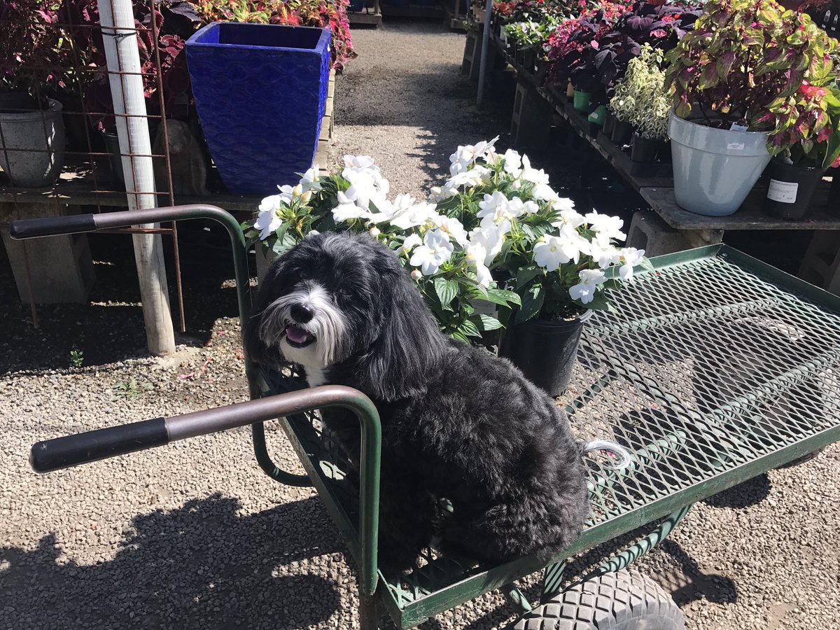 MirandaCosgrove's tweet photo. Best pup in town, looking for flowers with me 🐶 https://t.co/tV0Odoesn8