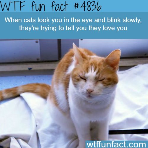 DarmaninDominic's tweet photo. Some silly fun fact #FunFactFriday #funfact #cats #smiling #petlovers  #cat #blinking #iloveyou #pet #pets #petsmart #animals #smiles https://t.co/w4lFnSGZub