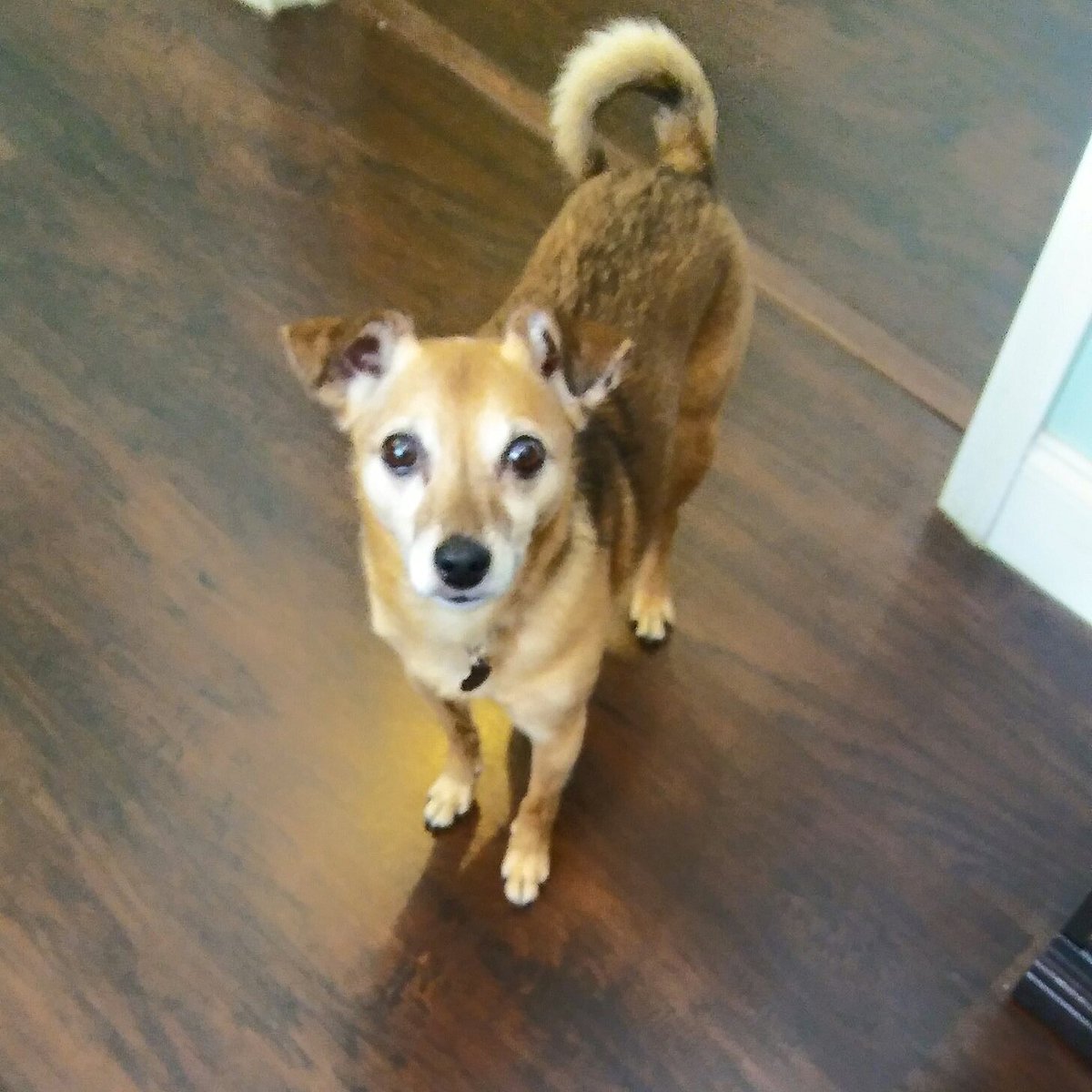 GoffTents's tweet photo. Because every day is better when you bring your dog to work! #itsadoggydogworld #puppypower #meetizzy #dogs https://t.co/MTWEjZbCIx