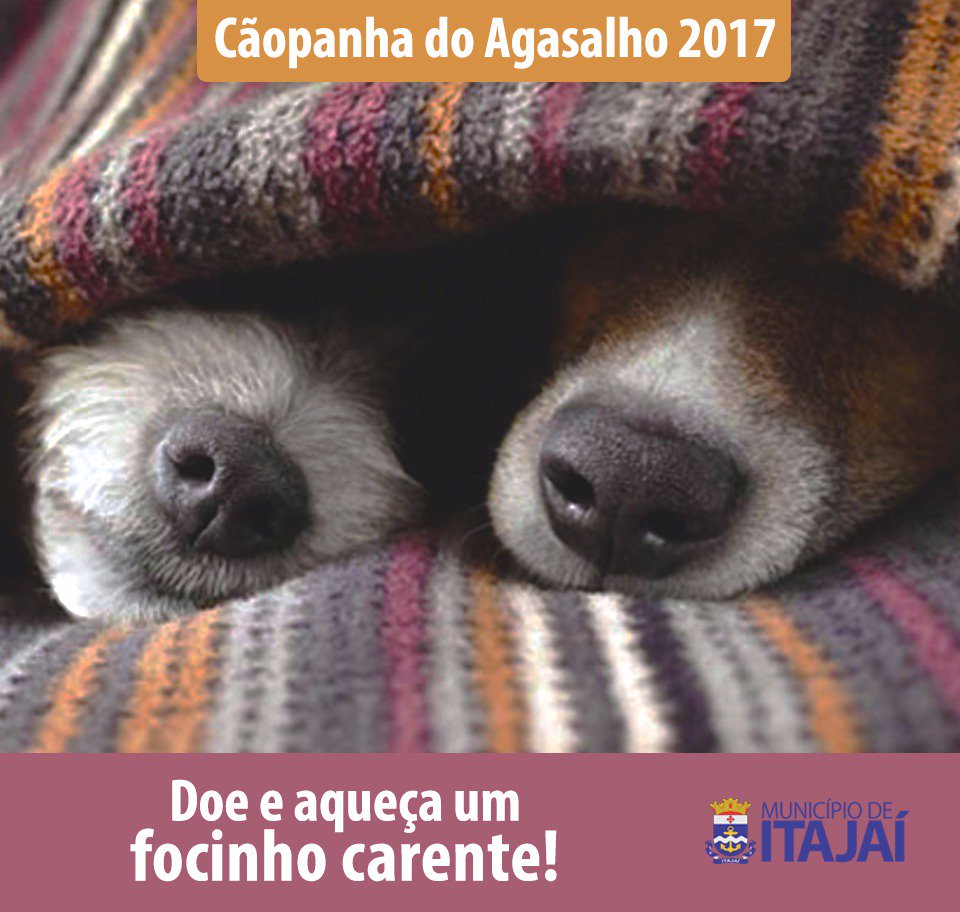 pref_itajai's tweet photo. Famai promove Cãopanha do Agasalho
#cãopanha #famai #municípiodeitajaí #itajaí
Veja mais: https://t.co/dKm6qr6paz https://t.co/PktSJAdkRQ