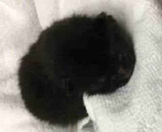 Maree71439592's tweet photo. https://t.co/qjHlMeOUpH
🆘CUPID🆘
Lonely Bottle Baby NEEDS PLACEMENT BY 6PM TONIGHT!!!
Fostering Is FREE!!!
#SaveCupid #NYC https://t.co/LwxftIzXAJ