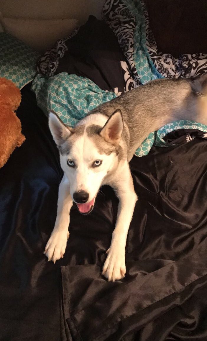 Kiara_2018's tweet photo. So Kiota thinks she can take over my bed. #heartoverload π https://t.co/HlSEPfRhwy