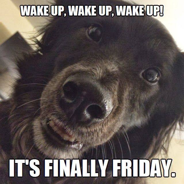 vcacanada's tweet photo. Happy Friday! What are you and your pet's weekend plans? #VCACanada https://t.co/VfdaZETnOh