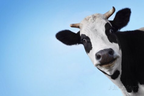 4FamilyLiteracy's tweet photo. Be there or be square⬛️. COW Bus is @ Primrose Place Tues the 25th. Come for stories, songs and fun shapes-including the humble ⬛️ #yegfree https://t.co/LRTBhTgNaF