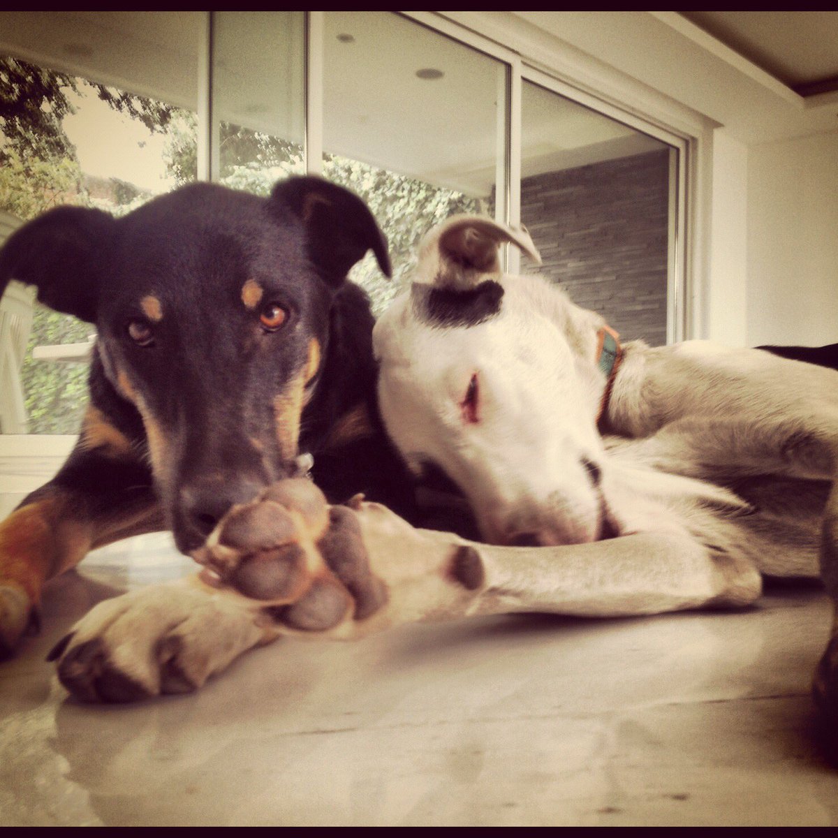 luisdemen's tweet photo. Hoy que es el #DíaMundialDelPerro les presento a mis dos hijos 😜@Soy_Cachito y @DominoSoy https://t.co/TIecfc3EWA