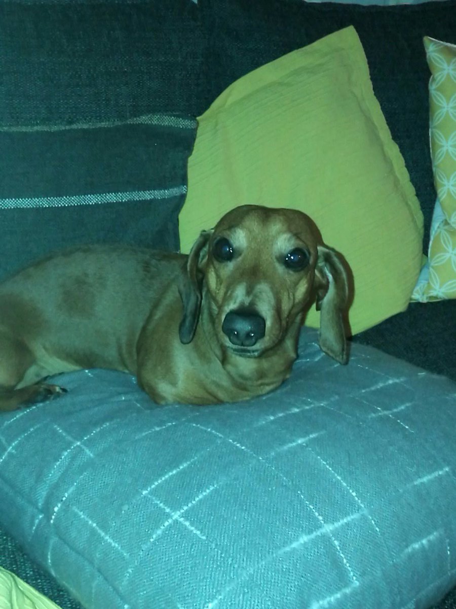 beckyb724's tweet photo. @sbprydderch Oh my Mr Slink would like to meet this tweeting Molly #SausageDogLove #LetsTweetTogether 🐕😁🐦 https://t.co/WnsSQuiZoL