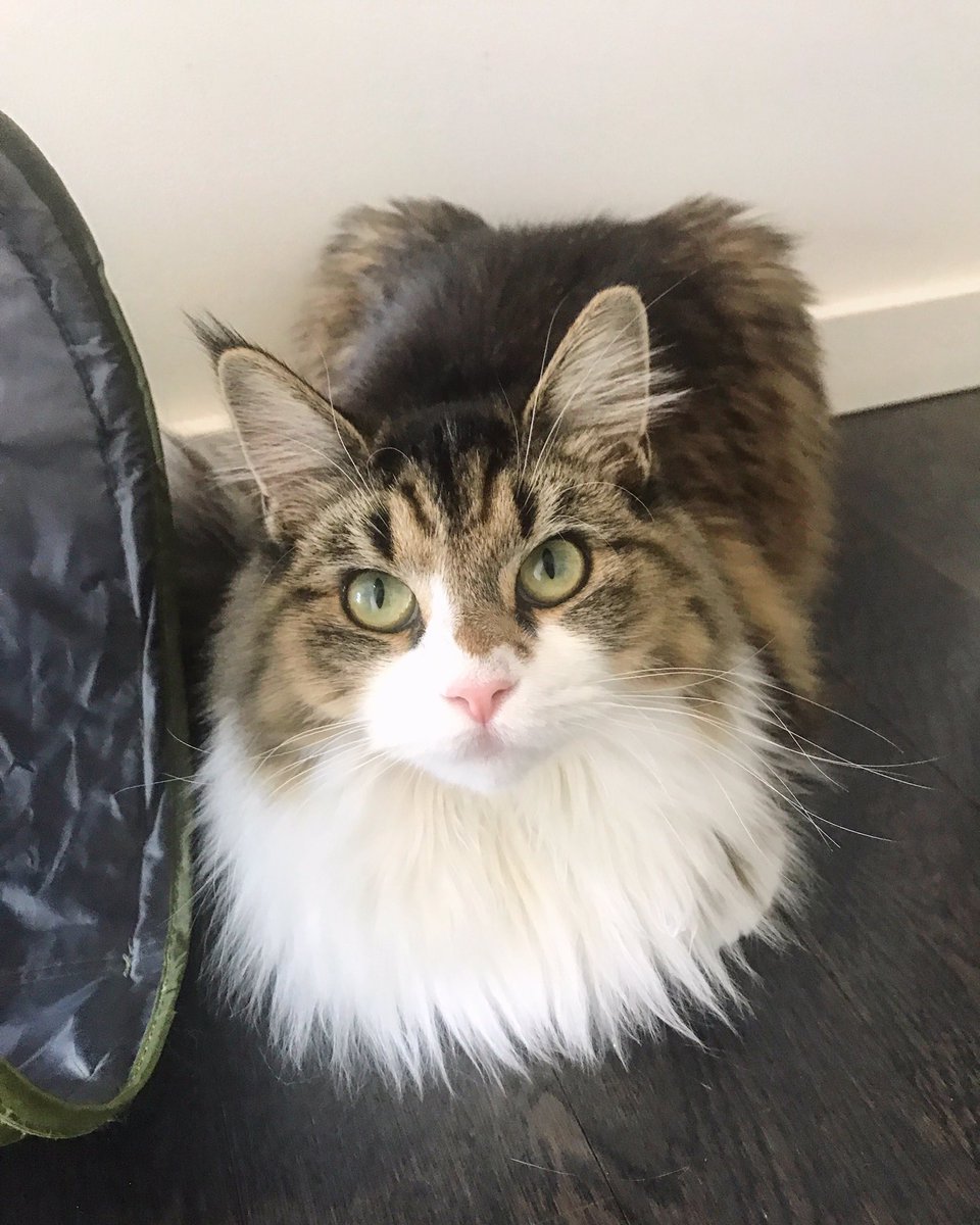 samararedway's tweet image. SHE'S SO PRETTY 😭