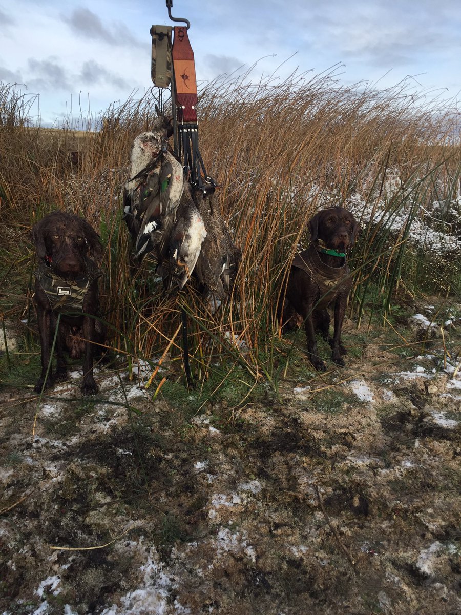 vdadg70's tweet photo. @GunDogMag #Pudelpointers all season long. #versatilegundogs #navhda #oxbowsdarby #ripsnorterkennel https://t.co/VzunDK7fWR
