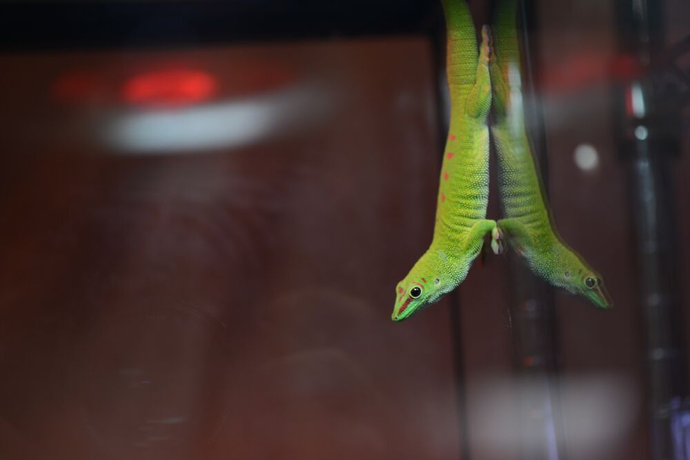 ReptilesAZ's tweet photo. Could you beat this giant day gecko in a push up contest? #summerbod https://t.co/nCRq9kDmwb