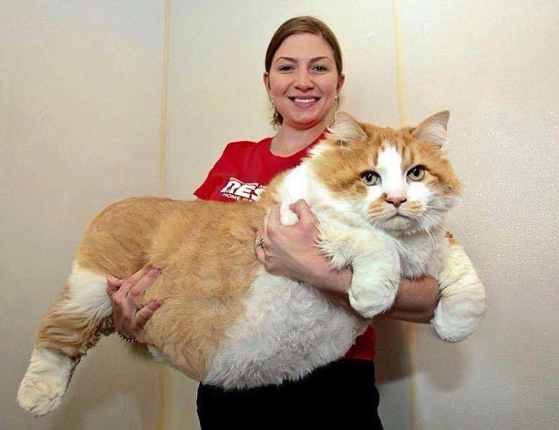 catsnkittys's tweet photo. OMG! Is this #cat for real? https://t.co/lU6fe4OtiO