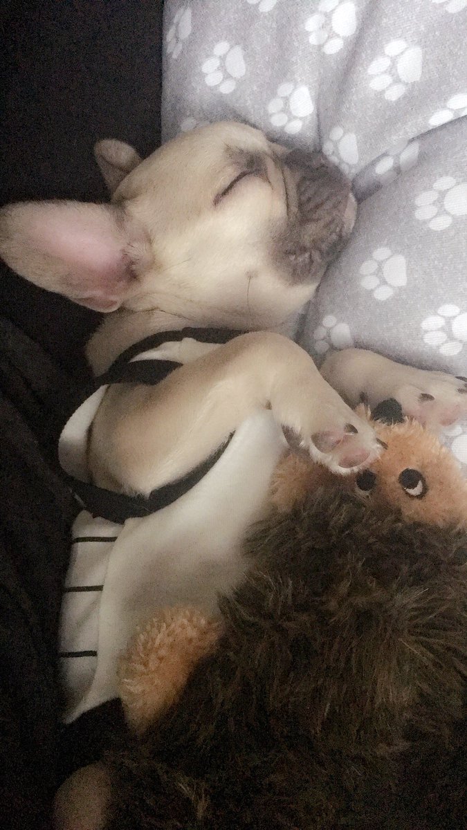 catherine_bray's tweet photo. Rudy is tuckered out from watching @TheEllenShow with mommy 🇫🇷💕 https://t.co/q1jCwuV8Yf