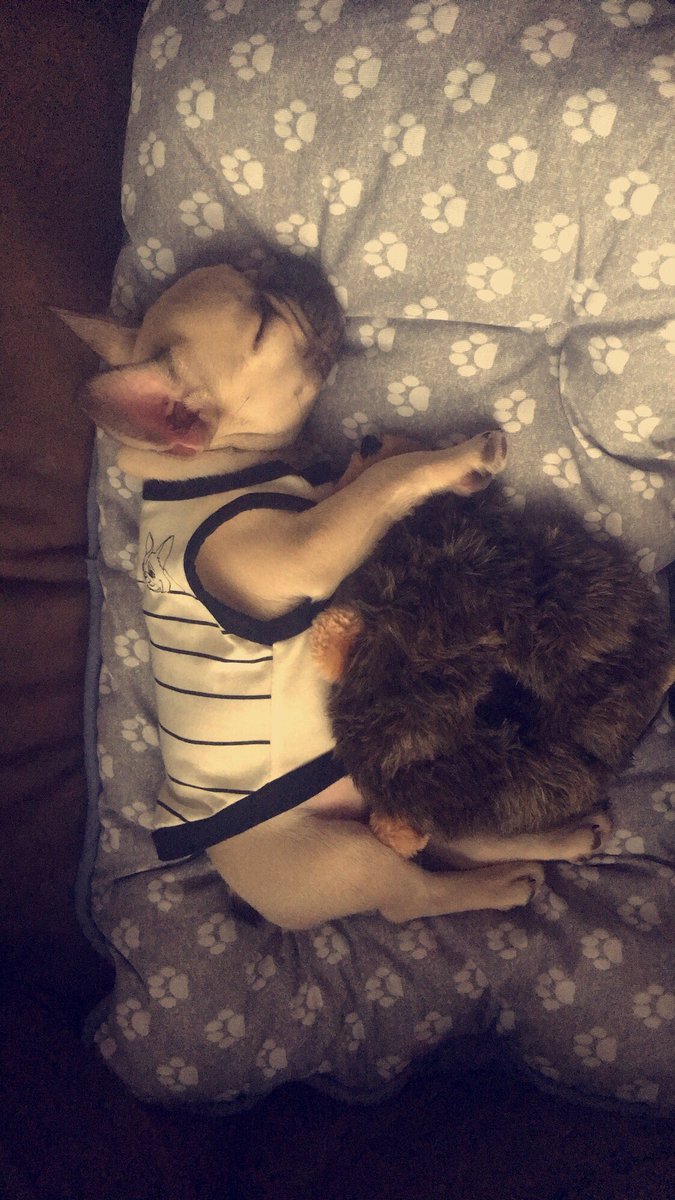 catherine_bray's tweet photo. Rudy is tuckered out from watching @TheEllenShow with mommy 🇫🇷💕 https://t.co/q1jCwuV8Yf