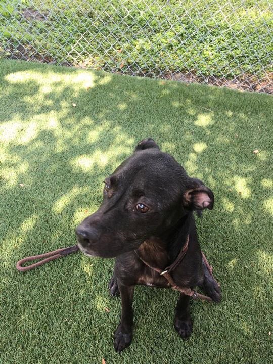 Makihoi_'s tweet photo. Live in #Orlando? This fur baby needs to be adopted. He's at a high kill shelter. Let's save him. #AdoptDontShop 

https://t.co/TKGHI1h9w8 https://t.co/RKJQEmCpJC