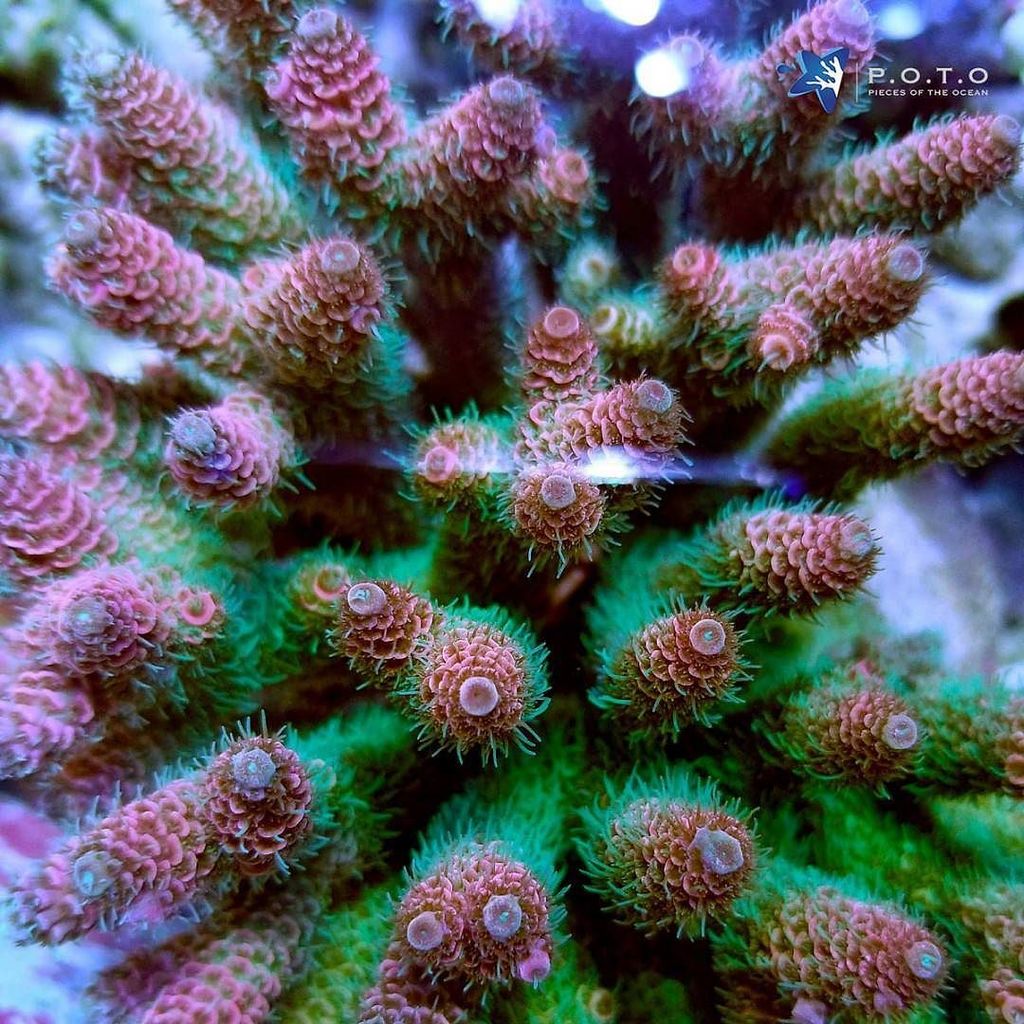 PotoFish's tweet photo. Will you be at #poto Open House this weekend to grab a frag of this newly released coral? #piecesoftheocean #acrop… https://t.co/vsB2sr9gtU https://t.co/Umyexe4GbH