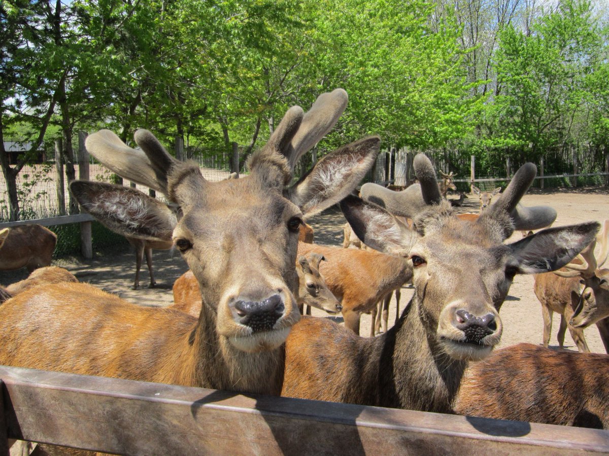 Animal selfies are the best selfies – don’t you agree?