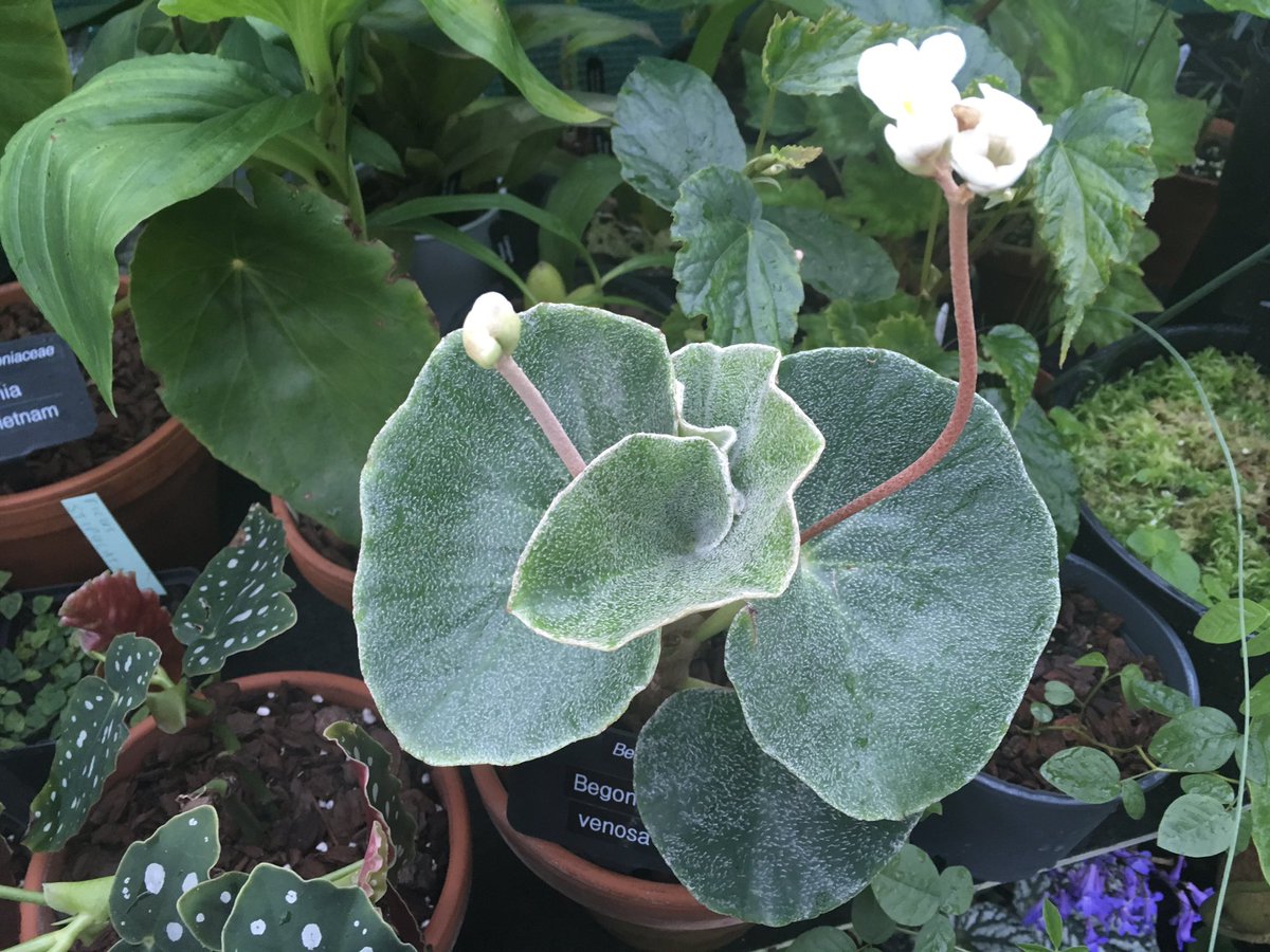 Mike Clifford on Twitter "begonia venosa coming into flower ,picked up