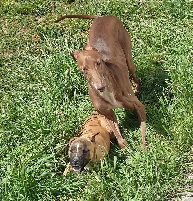 BasketatodoRitm's tweet photo. #DiaMundialDelPerro Mi galguito español #Dycki , corriendo tras su "presa" . un bebe de american stanford 😍😍 #AdoptaNoCompres https://t.co/0900g6irlG