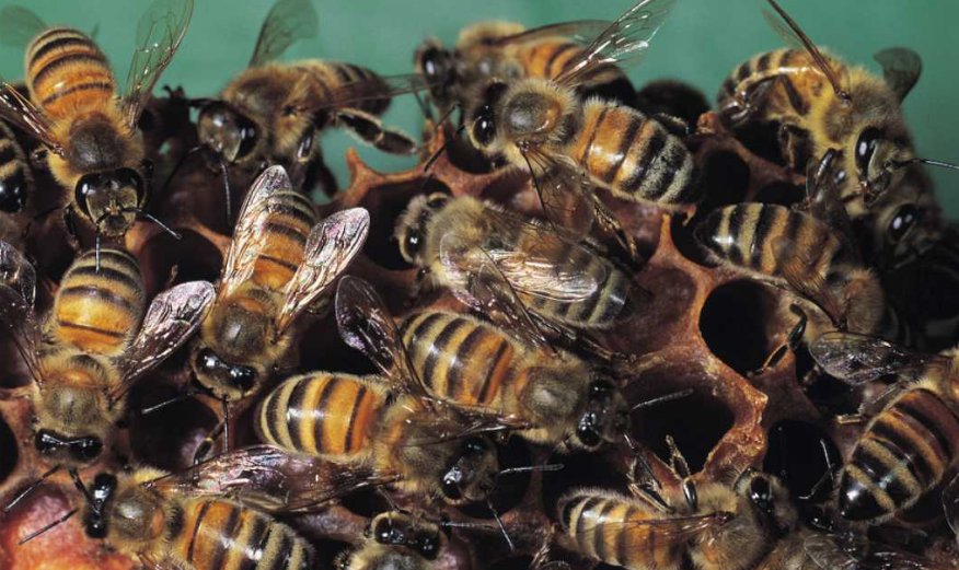 rtve's tweet photo. Las abejas pueden ayudar a restaurar el medio ambiente con rapidez https://t.co/VGvhsXcFbf https://t.co/gm7aMScIui